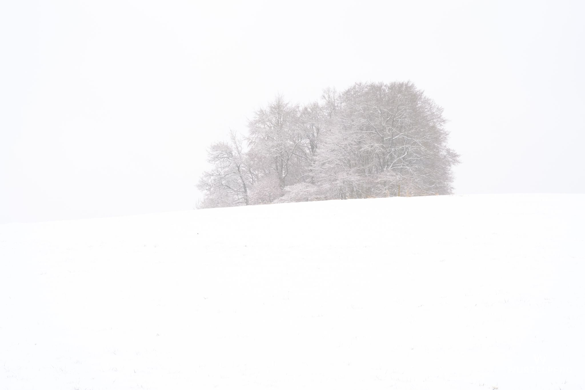 Baumgruppe im Schnee, Egling, Bayern, Deutschland, 2021